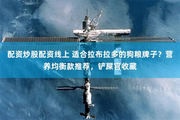 配资炒股配资线上 适合拉布拉多的狗粮牌子?营养均衡款推荐,铲屎官收藏